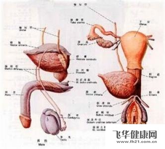 若是青春期或成年期的男人感染上腮腺炎,而并发的睾丸炎,由于会影响到