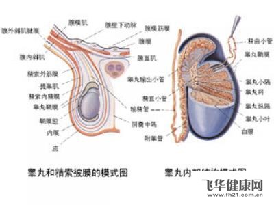 睾丸炎同房会怀孕吗