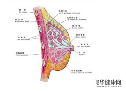 哺乳期乳腺有肿块是因为婴儿没吸尽奶水没有及时挤出过多的奶