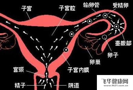 做子宫输卵管造影检查痛不痛?