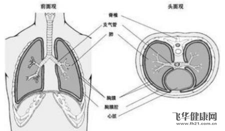 胸膜炎饮食上该注意什么?