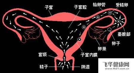 子宫输卵管造影注意事项