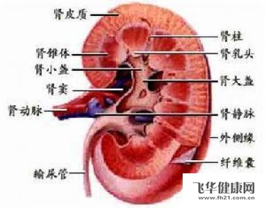 慢性肾盂肾炎该怎么治疗