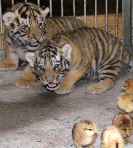 什么虎会吓人但并不吃人。