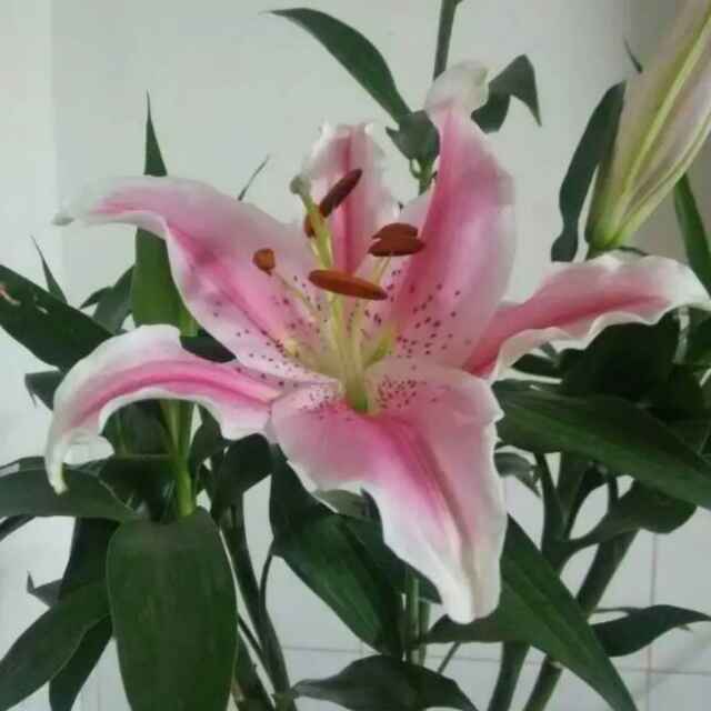 计划生育科_飞华健康问答