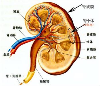 肾盂肾炎用药指南