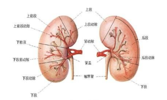 尿毒症的早期症状是什么