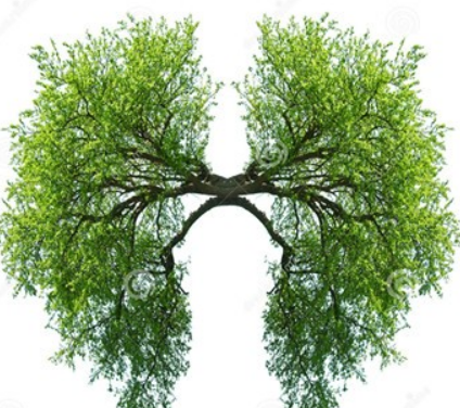 肺纤维化是怎么造成的