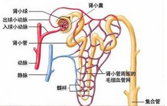 得肾小球肾炎的危害有什么