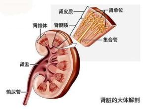 肾病综合征主要表现