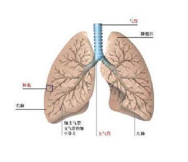 肺气肿发作时症状