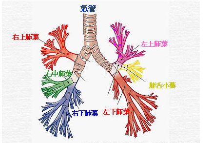 支气管扩张有哪些不适表现