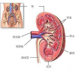 治慢性肾炎偏方有哪些