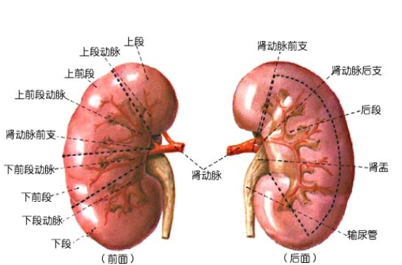 慢性肾衰竭饮食安排