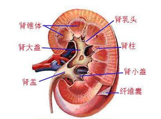 慢性肾衰竭症状有哪些