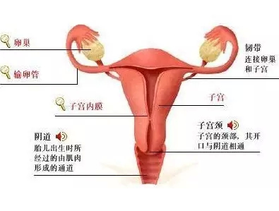 孕期霉菌性阴炎对胎儿_霉菌性阴炎怎么根治