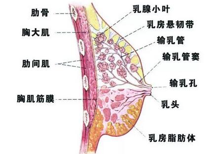 治疗乳腺增生的穴位有哪些 - 复禾健康