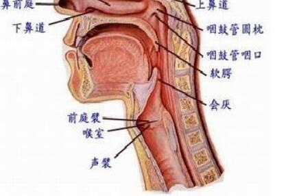 食道癌与遗传因素有关吗