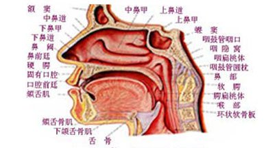 鼻咽癌不能吃什么食物