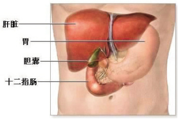 对40岁以上女性病人,有长期慢性胆囊炎,胆石症病史,若疼痛性质从阵发