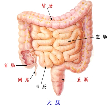 大肠癌转移怎么治疗