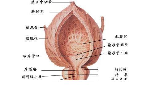 膀胱癌的术后护理有什么