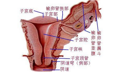 > 肿瘤科 > 肿瘤妇科 > 子宫癌 > 传染