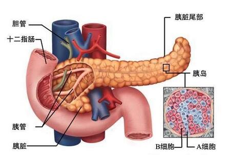 胰腺癌检查的项目有哪些
