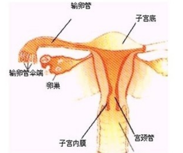 治疗输卵管炎贵不贵