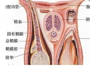 专业代码:研究方向01男性生殖医学02女性生殖医学正常睾丸ct图.