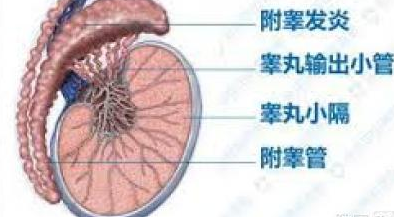 可有效预防睾丸炎常见的措施有哪些