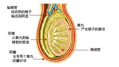 如何诊断急性非特异性睾丸炎