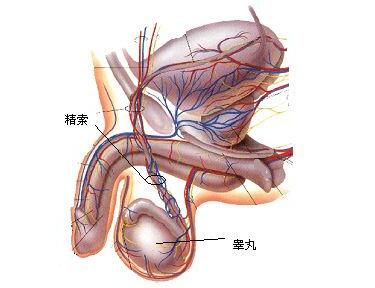 预防隐睾发生有哪些好方法