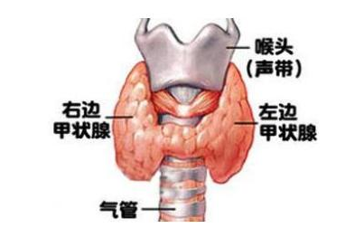 甲亢会隔代遗传吗