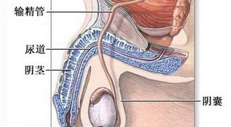 男性睾丸炎的危害有哪些