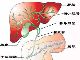 结石病危害健康的大敌