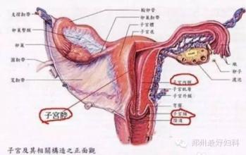 子宫腺肌症的发生症状包括什么