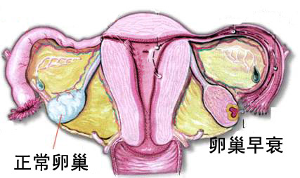 卵巢.jpg