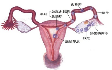卵巢性不孕.jpg