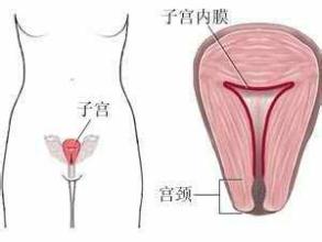 子宫内膜厚的介绍