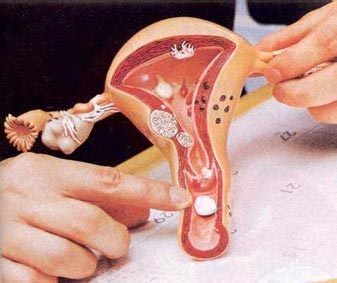 高清图解健康女性阴部生理构造