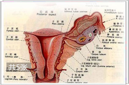 高清:在性爱中子宫收缩反应过程