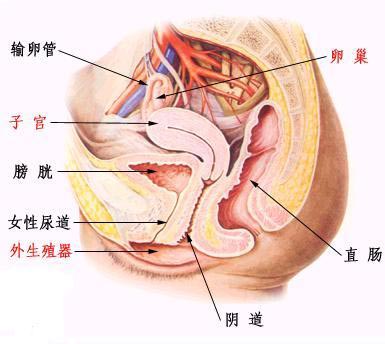 有了性生活,男人还是很好奇女人的私处,很多人关注女性阴部的生理图片