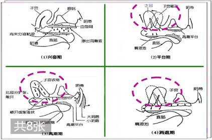 图解:女性高潮时子宫的变化过程