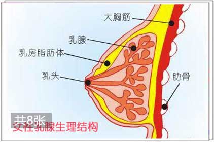 女性乳房在性兴奋时明显变大