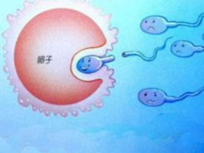 沐浴在卵细胞荷尔蒙中渐渐长大的卵子新娘会在合适的时机成熟,并