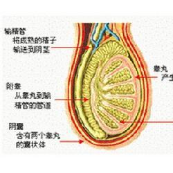 治疗阴囊潮湿便宜吗