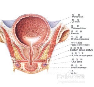 前列腺囊肿到医院哪里检查