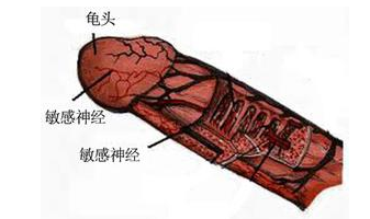 全国治疗龟头炎哪家医院好