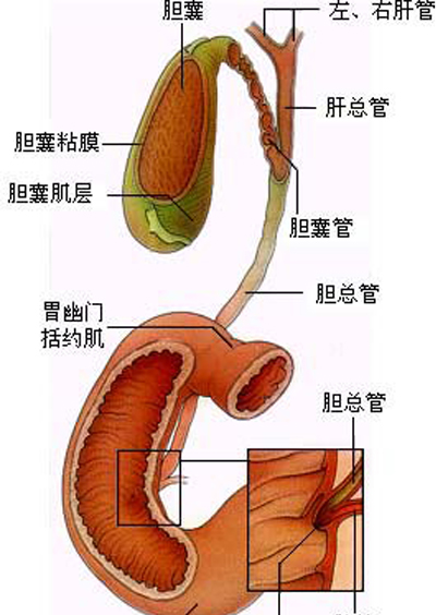 胆管癌患者能活几年